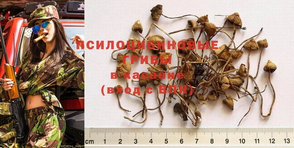 гашик Арсеньев